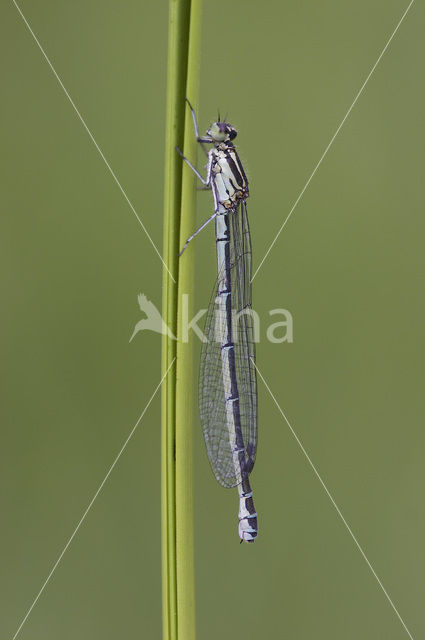 Azuurwaterjuffer (Coenagrion puella)
