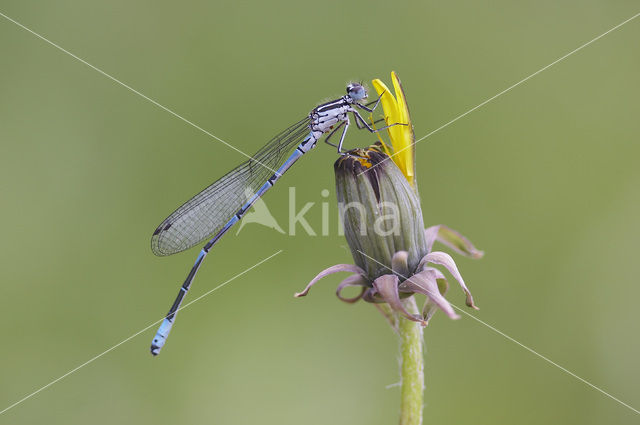 Azuurwaterjuffer (Coenagrion puella)