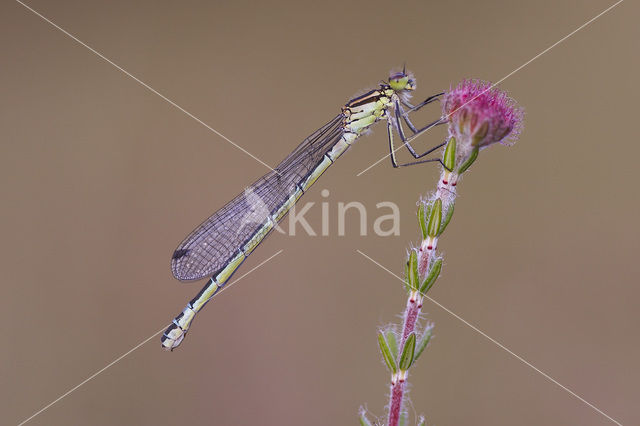 Azure Damselfly (Coenagrion puella)