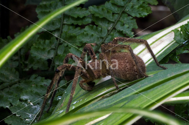 Brazilian wandering spider (Phoneutria fera)