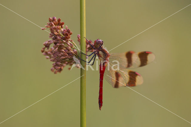 Bandheidelibel (Sympetrum pedemontanum)