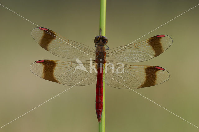 band-winged dragonfly (Sympetrum pedemontanum)