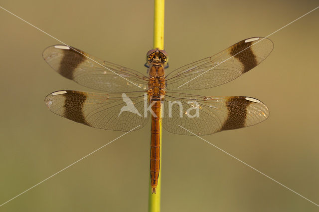 band-winged dragonfly (Sympetrum pedemontanum)