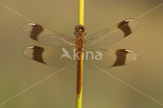 Bandheidelibel (Sympetrum pedemontanum)