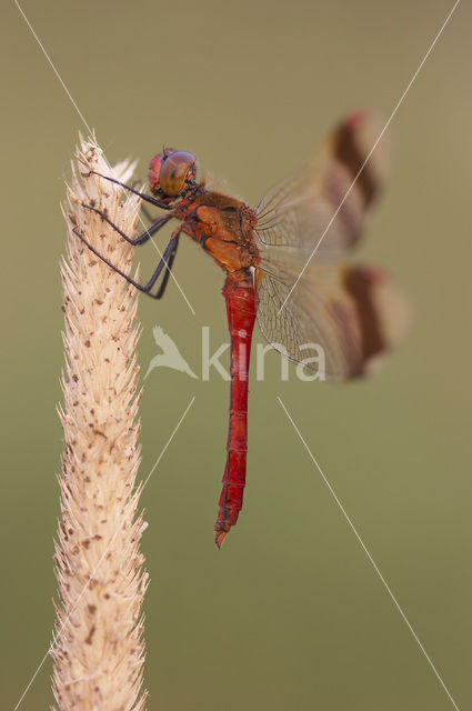 Bandheidelibel (Sympetrum pedemontanum)