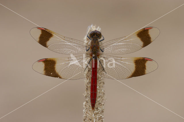 band-winged dragonfly (Sympetrum pedemontanum)