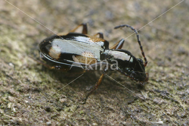 Bembidion tetragrammum