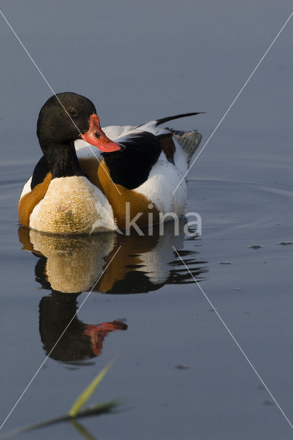 Shelduck (Tadorna tadorna)