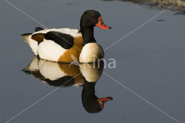 Bergeend (Tadorna tadorna)