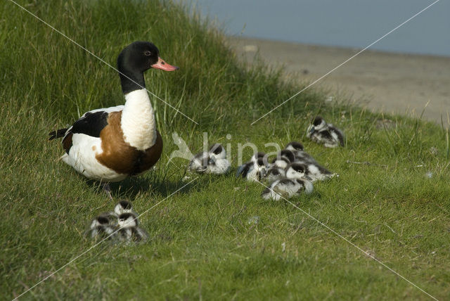 Shelduck (Tadorna tadorna)