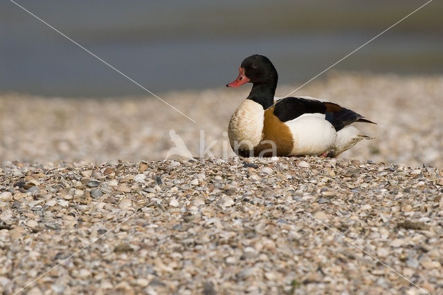 Bergeend (Tadorna tadorna)