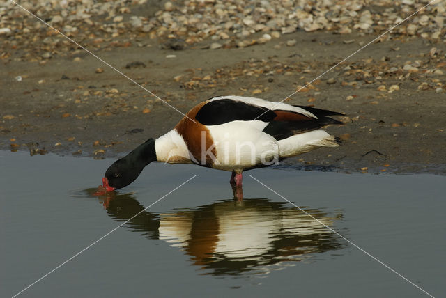 Bergeend (Tadorna tadorna)