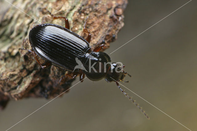 Pterostichus strenuus