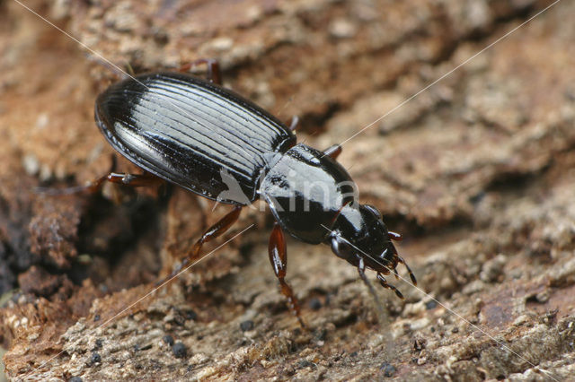 Bestippelde Zwartschild (Pterostichus strenuus)