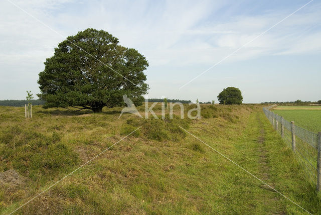 Beech (Fagus sylvatica)