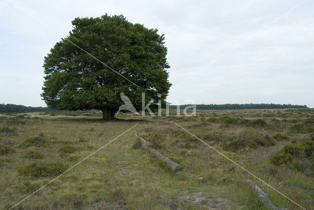 Beech (Fagus sylvatica)