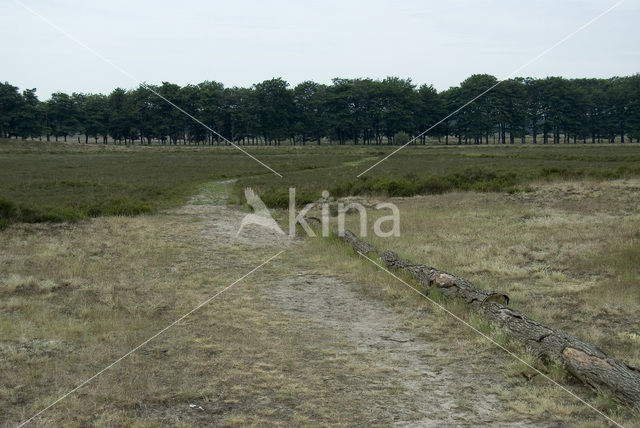 Beech (Fagus sylvatica)