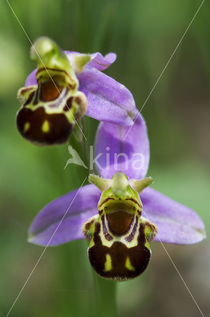 Bijenorchis (Ophrys apifera)