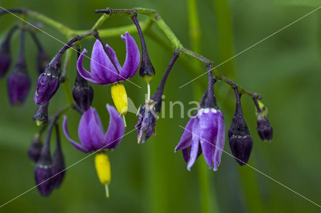 Bitterzoet (Solanum dulcamara)