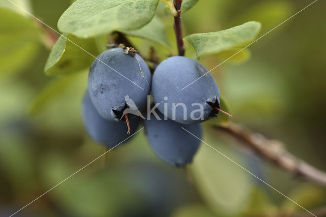 Bilberry (Vaccinium myrtillus)
