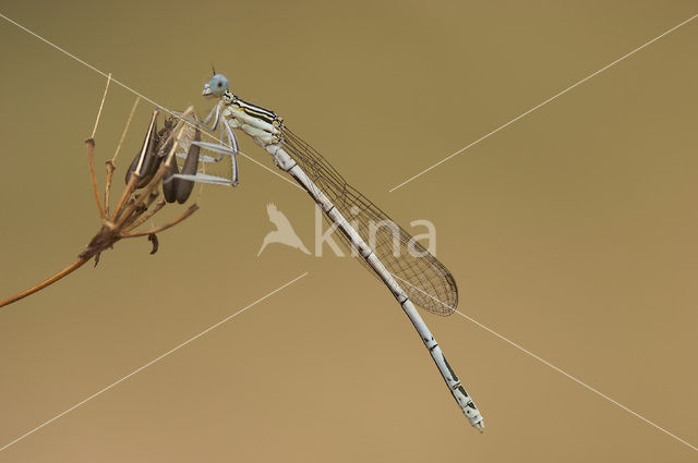 White-legged Damselfly (Platycnemis pennipes)