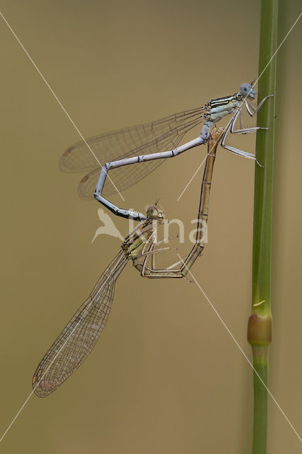 White-legged Damselfly (Platycnemis pennipes)