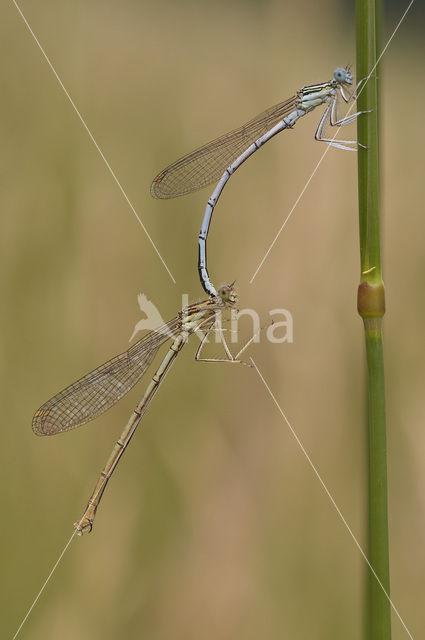 White-legged Damselfly (Platycnemis pennipes)