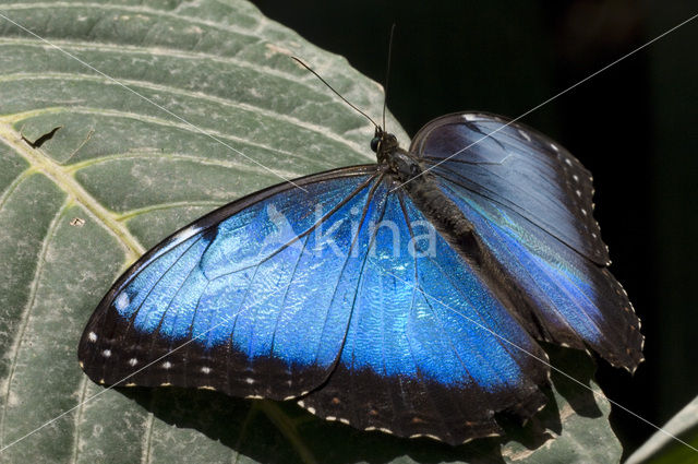 Blauwe morpho (Morpho peleides)