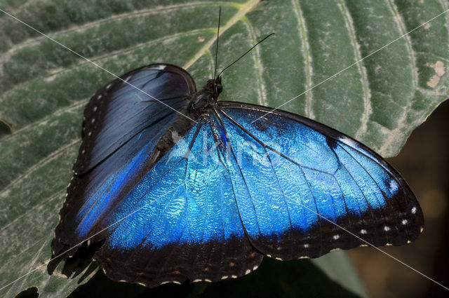 Blue morpho (Morpho peleides)