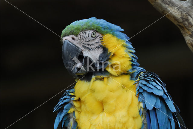 Blue-and-yellow Macaw (Ara ararauna)