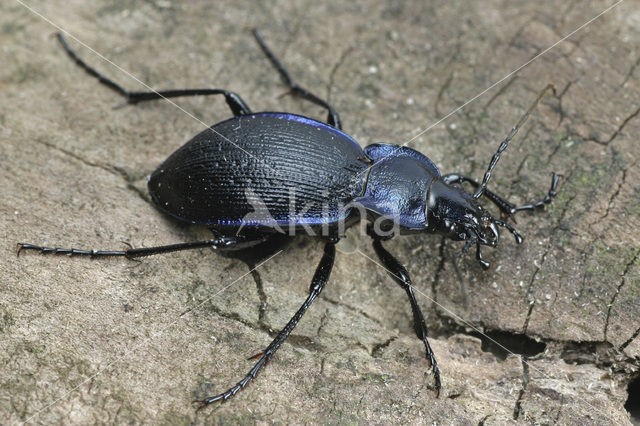 Korrelschalebijter (Carabus problematicus)