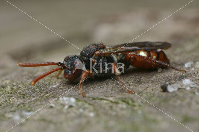 Bleekvlekwespbij (Nomada alboguttata)