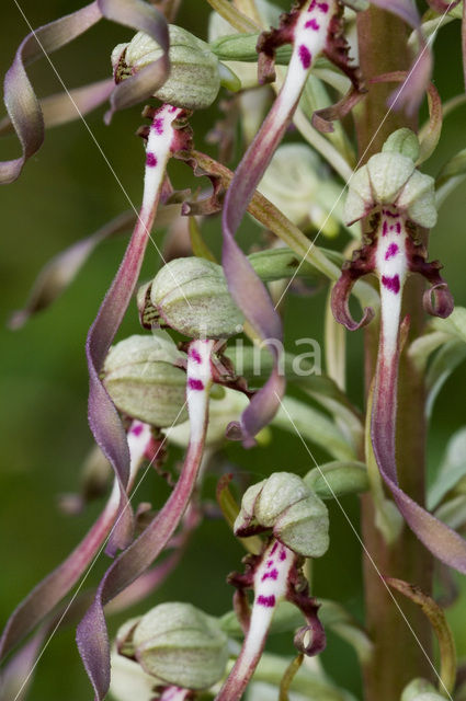 Bokkenorchis (Himantoglossum hircinum)