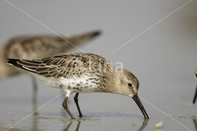 Dunlin (Calidris alpina)