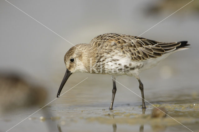 Bonte Strandloper (Calidris alpina)