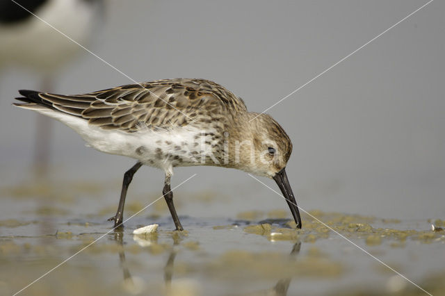 Dunlin (Calidris alpina)