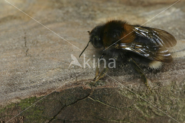 Boomhommel (Bombus hypnorum)