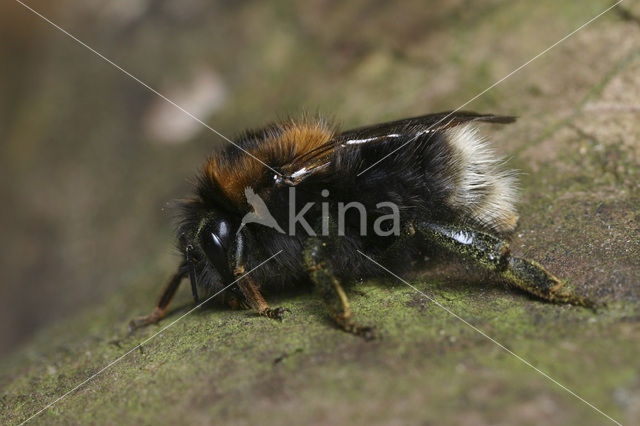 Boomhommel (Bombus hypnorum)