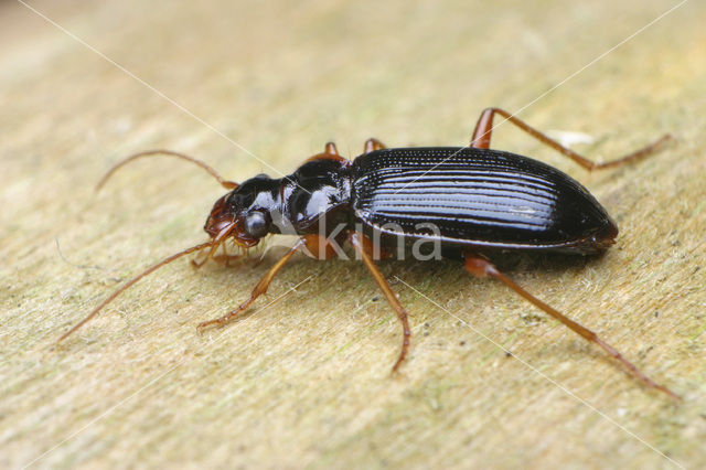 Bosbaardloper (Leistus rufomarginatus)