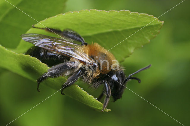 Bosbesbij (Andrena lapponica)