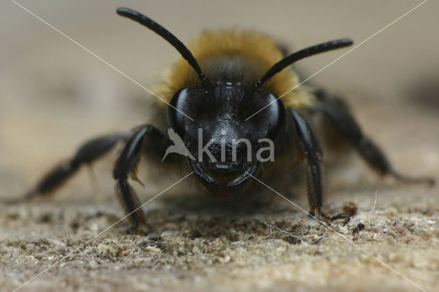 Bosbesbij (Andrena lapponica)