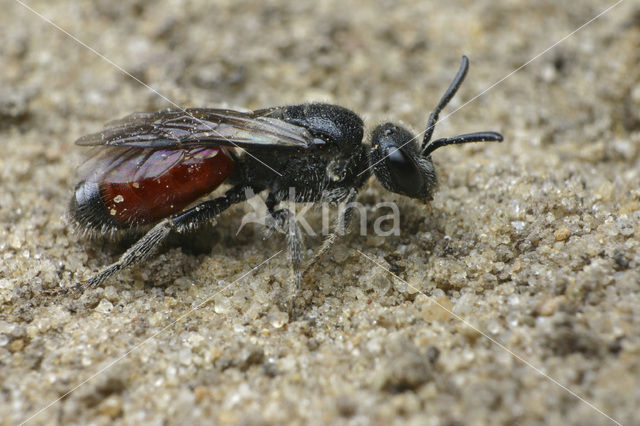 Sphecodes ephippius