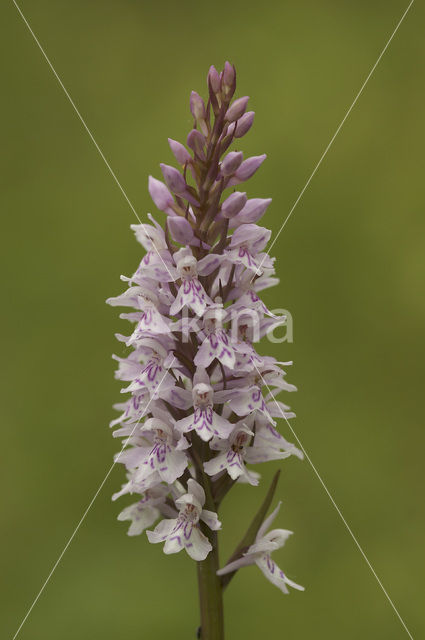 Common Spotted Orchid (Dactylorhiza fuchsii)