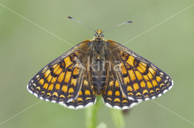 Bosparelmoervlinder (Melitaea athalia)