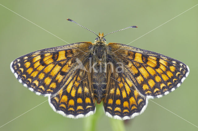 Bosparelmoervlinder (Melitaea athalia)