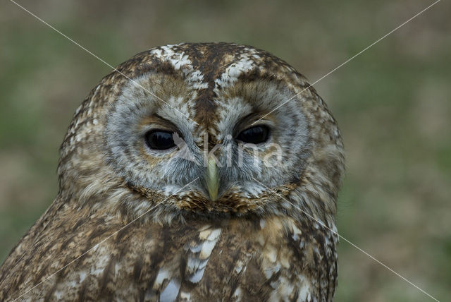 Tawny Owl (Strix aluco)