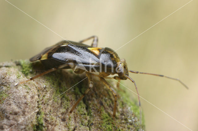 Mirid Bug (Liocoris tripustulatus)