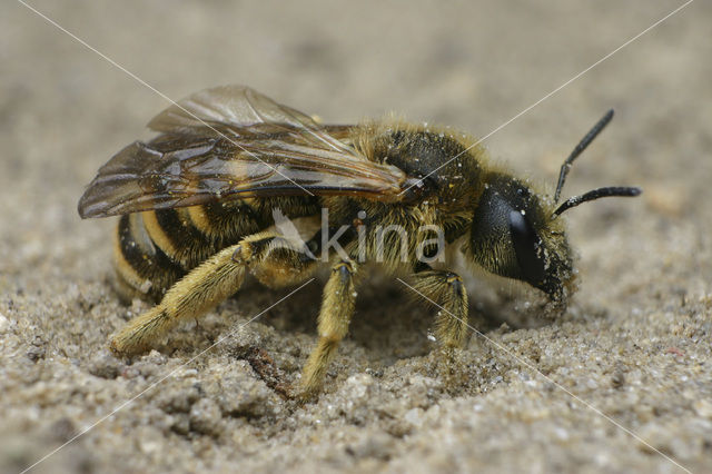 Breedbandgroefbij (Halictus scabiosae)