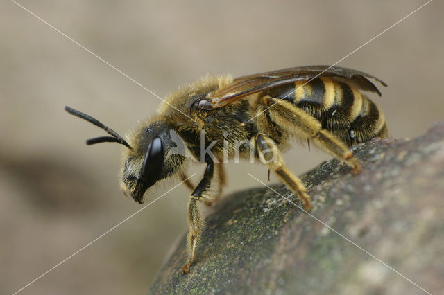 Breedbandgroefbij (Halictus scabiosae)