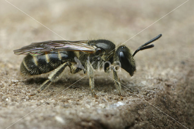 Lasioglossum laticeps